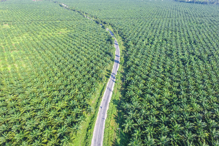Carburants : les alternatives à l'huile de palme